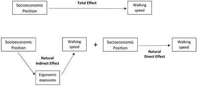 Lifetime Duration of Exposure to Biomechanical Factors at Work as a Mediator of the Relationship Between Socioeconomic Position and Walking Speed